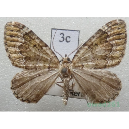 Colostygia olivata (Denis & Schiffermüller, 1775) Czech3c